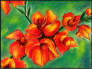 gladiolus gladiolus