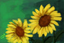 sunflowers