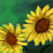 sunflowers by sketchpad