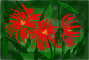flowers flowers