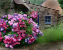 old-country