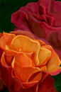 antique-roses