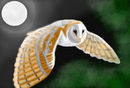 flying-owl
