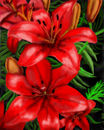 red-lillies