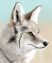coyote