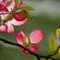 pinkwhite-dogwood by kutedymples