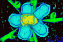 the-blur-of-the-flower