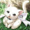 angel-kitty by kittencrosslover