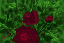 roses