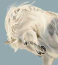 white-stallion