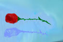 eternal-rose