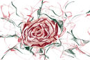 rose