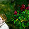 little-girl-in-the-ros by mudpuddle