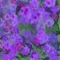 ageratum by betty