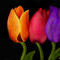 three-tulips by ploiesteana