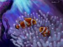 clown-fish