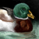 quack