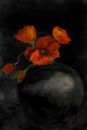 orange-poppies orange-poppies