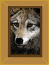 canis-lupus