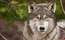 winter-wolf winter-wolf
