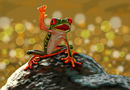 hello-mr-froggie
