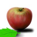 the-red-apple