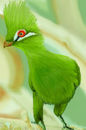 the-green-bird