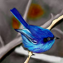 blue-fairy-wren-of-aus