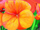 floral-array floral-array