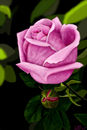 pinkish-rose-and-bud pinkish-rose-and-bud