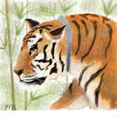 tiger-in-the-bamboo