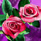 flowers by snee