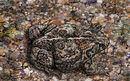 toad