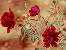 red-and-beige-rose-com