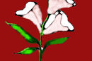 lilly