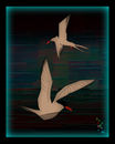 arctic-terns