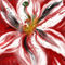 abstract-lilium by katy