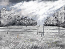 snow-n-spring