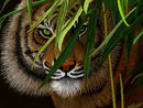 big-cat big-cat