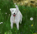 rebeccas-white-dog rebeccas-white-dog
