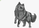 schipperke schipperke