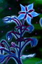 beautiful-blues beautiful-blues