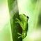 frog by vina