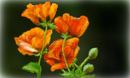 4-poppies