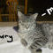 garry-my-cat by banithekitty
