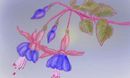 moon-flowers moon-flowers