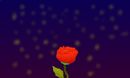 night-rose
