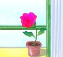 windowflower windowflower