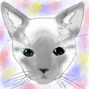 my-cat-skip my-cat-skip