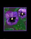 purple-pansies